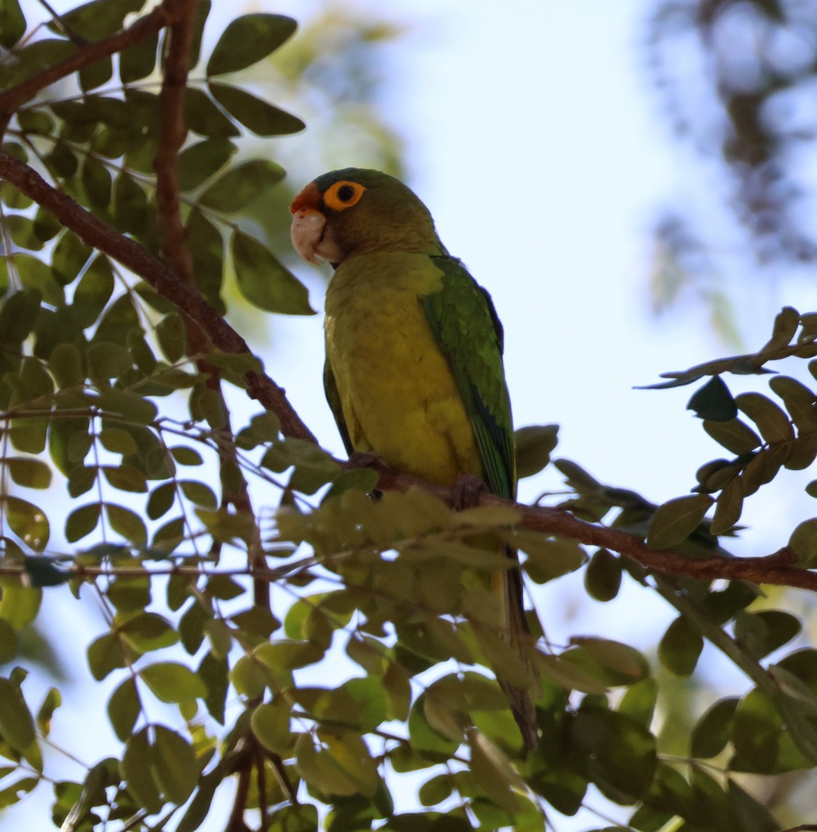 Orange-fronted Parakeet - Lise Paquet