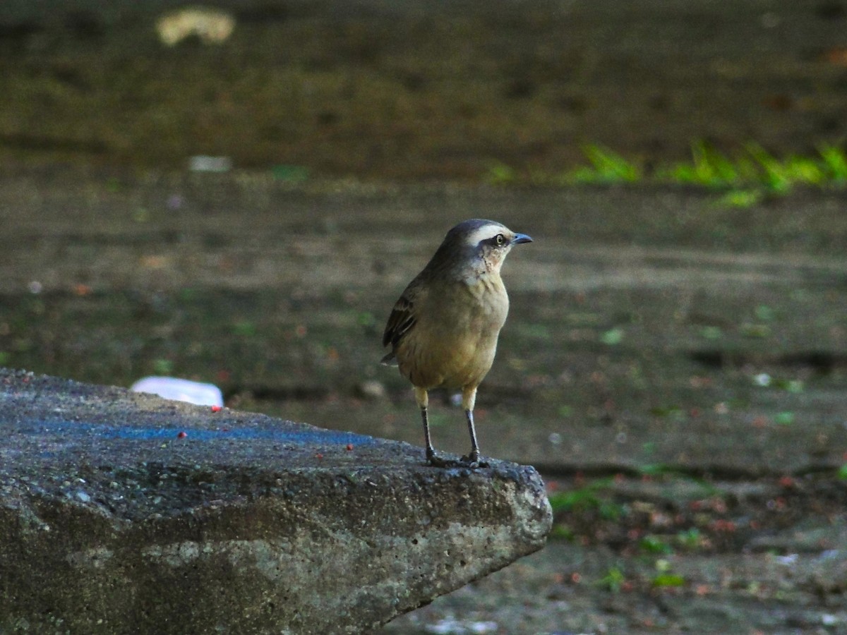 Chalk-browed Mockingbird - ML615910909