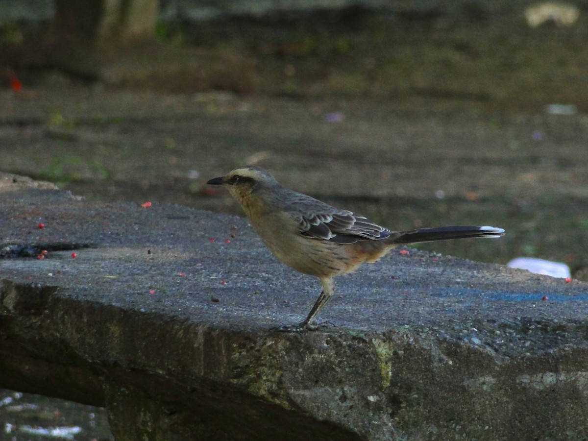 Chalk-browed Mockingbird - Felipe Henrique Santos