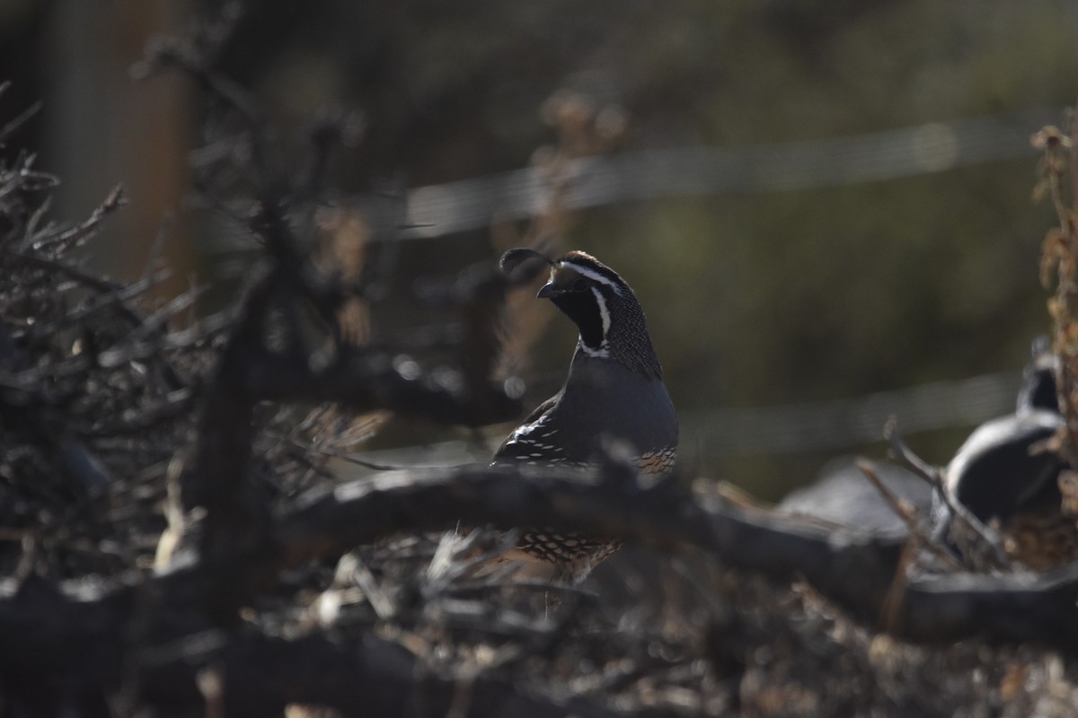 California Quail - ML615910933