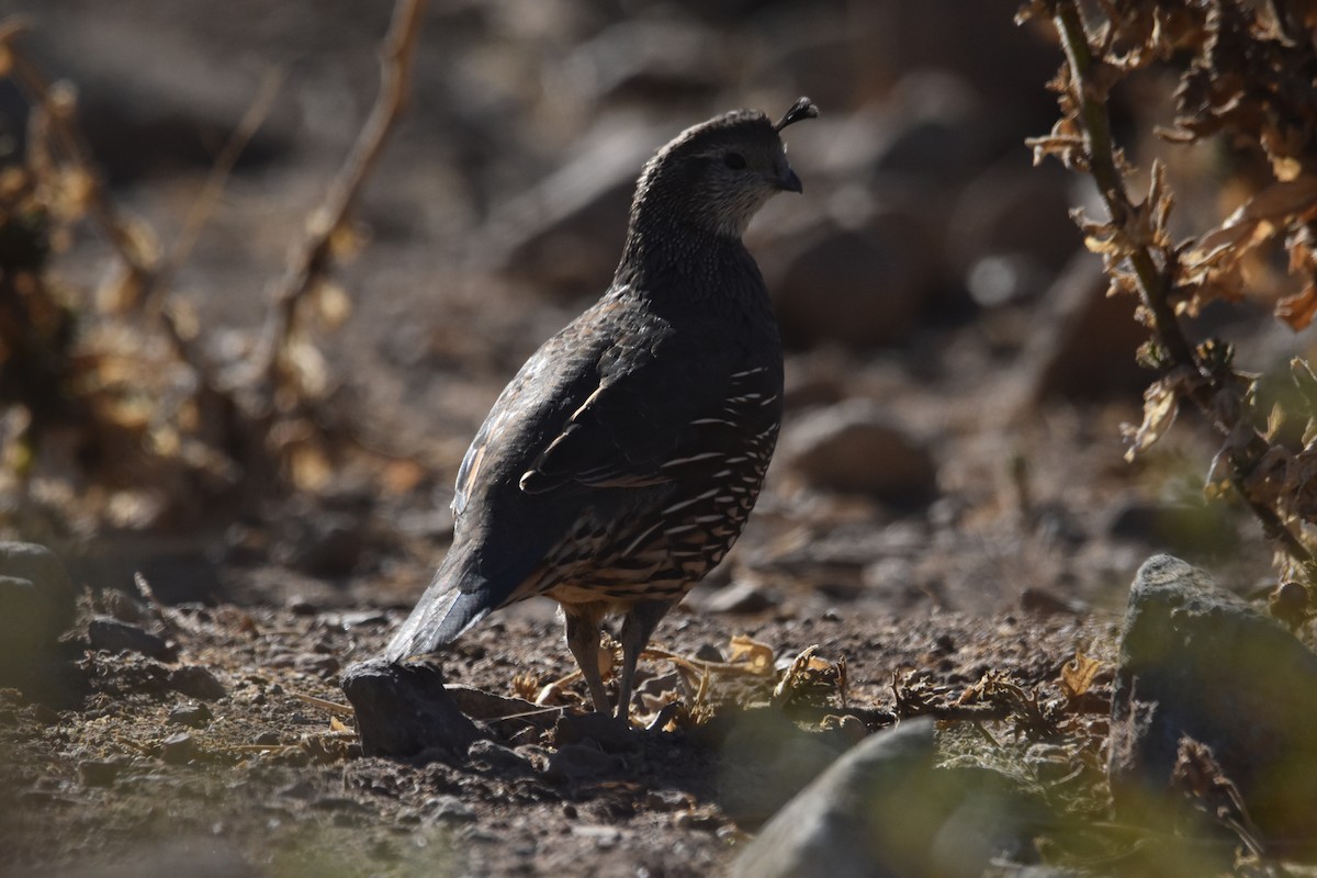 California Quail - ML615910934