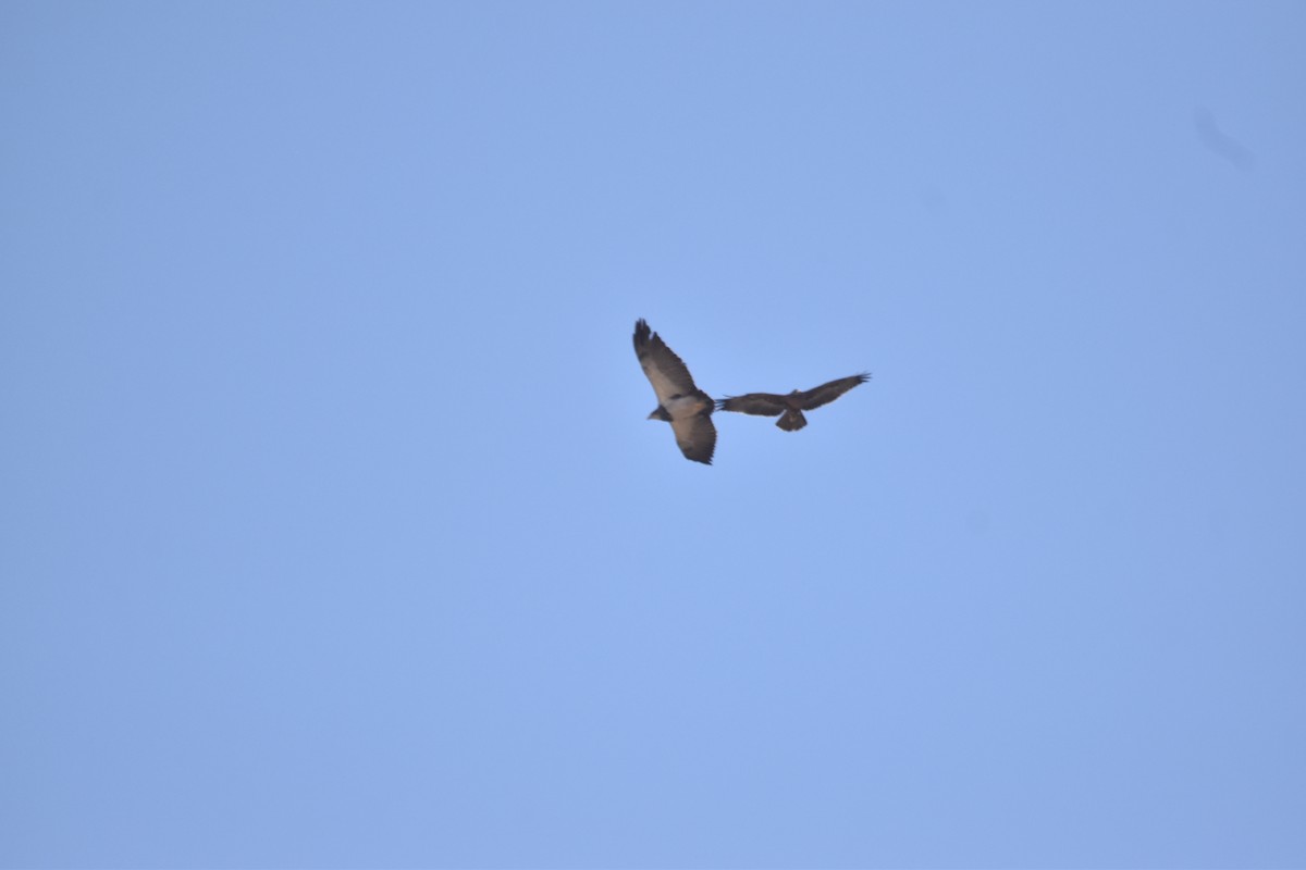 Black-chested Buzzard-Eagle - ML615910936