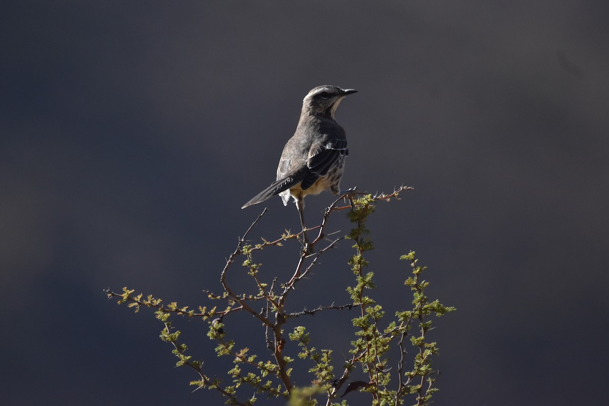 Chilean Mockingbird - ML615910943