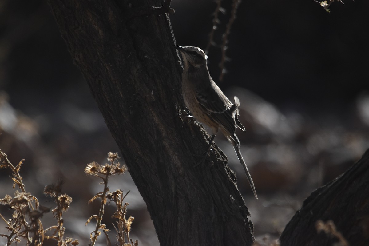 Chilean Mockingbird - ML615910944