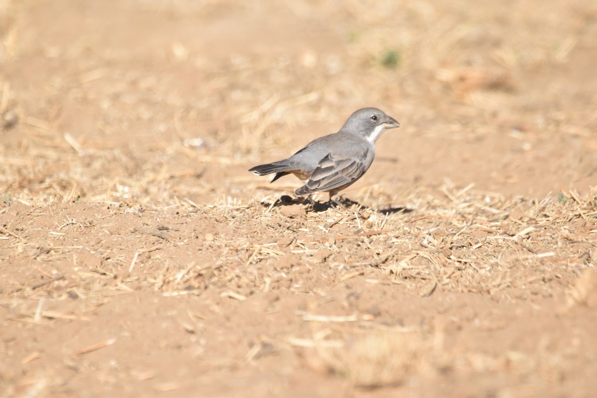 Diuca Finch - ML615910948