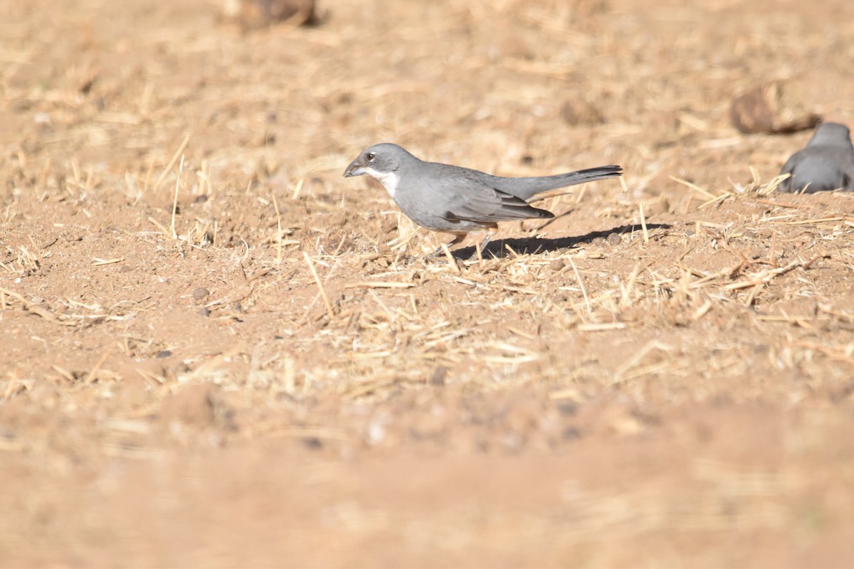 Diuca Finch - ML615910949