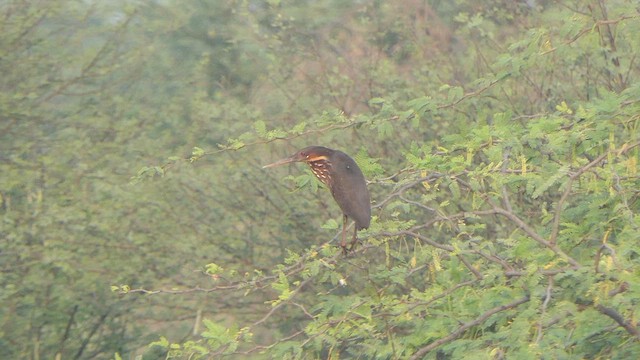 Black Bittern - ML615910987