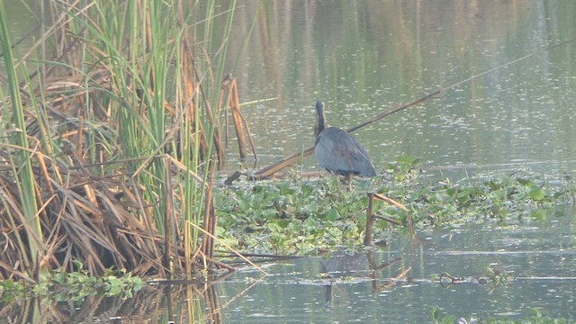 Purple Heron - ML615910990