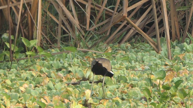 Jacana bronzé - ML615911022