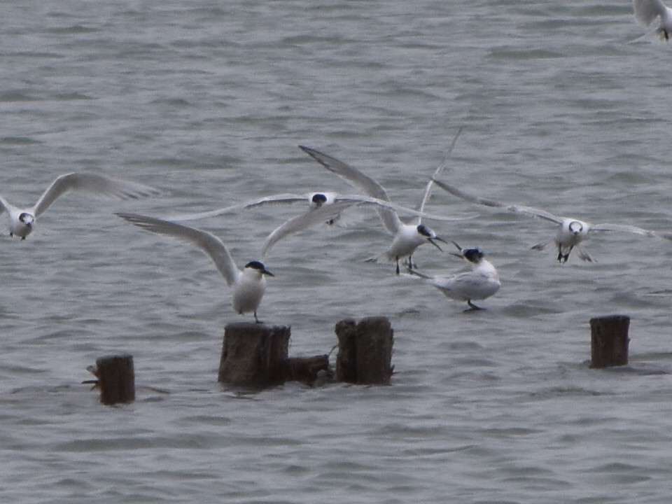 Sandwich Tern - ML615911031