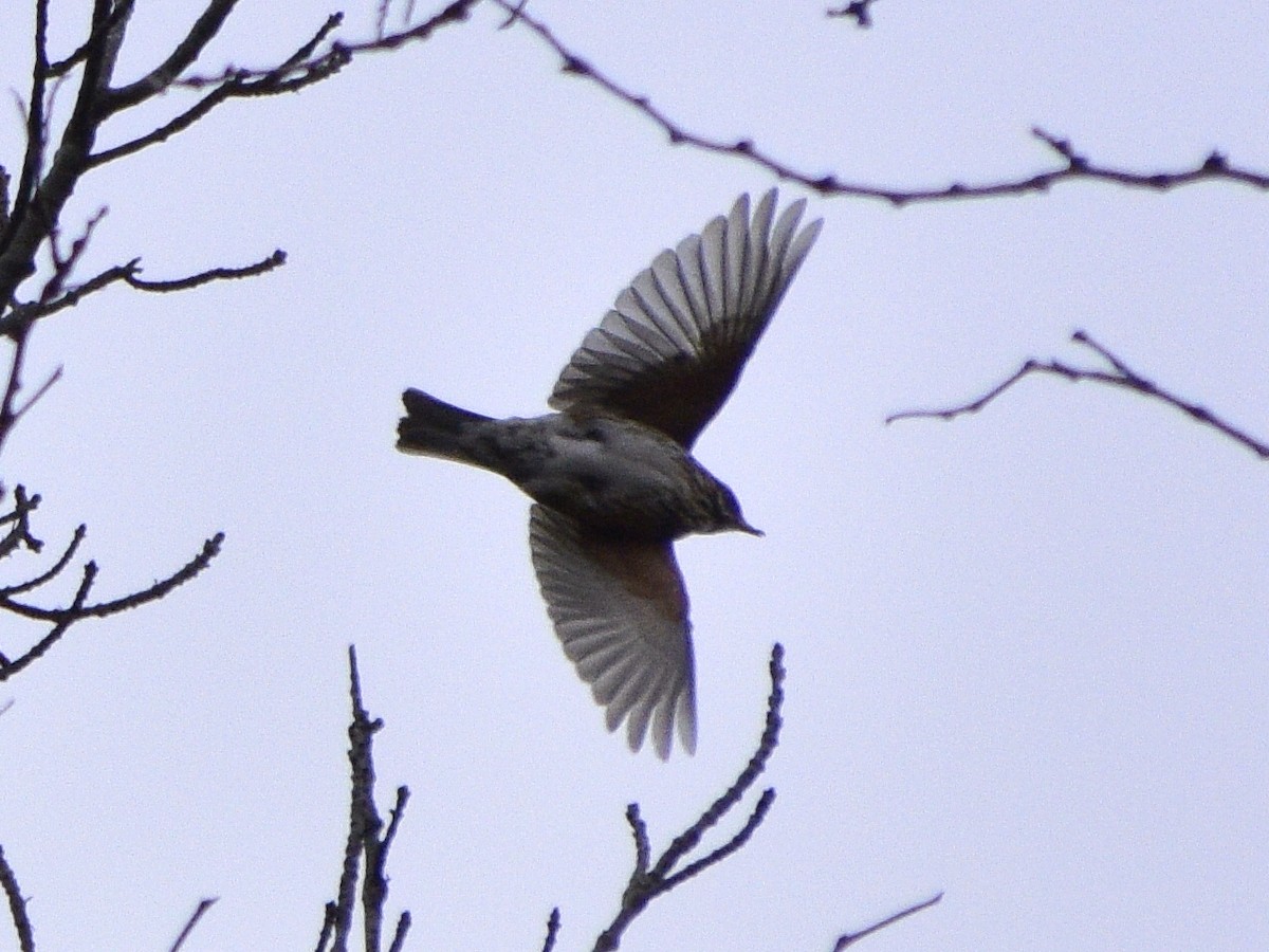 Redwing - ML615911043