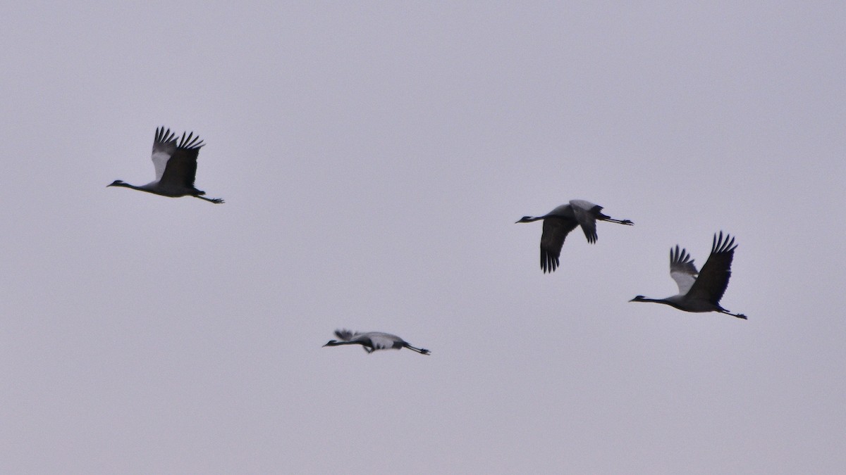 Demoiselle Crane - ML615911079