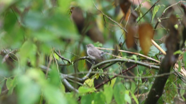 Taiga Flycatcher - ML615911101