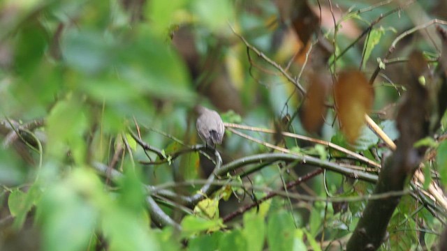 Taiga Flycatcher - ML615911102