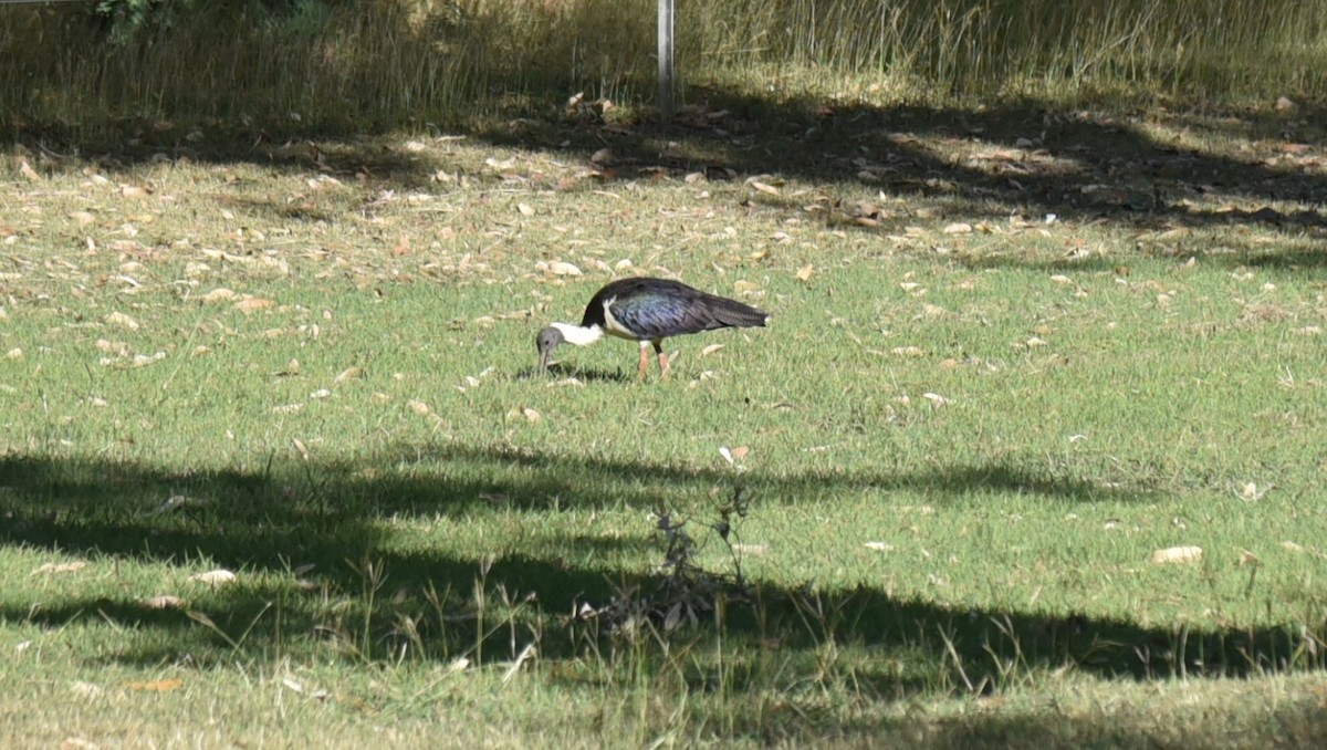 Straw-necked Ibis - ML615911115