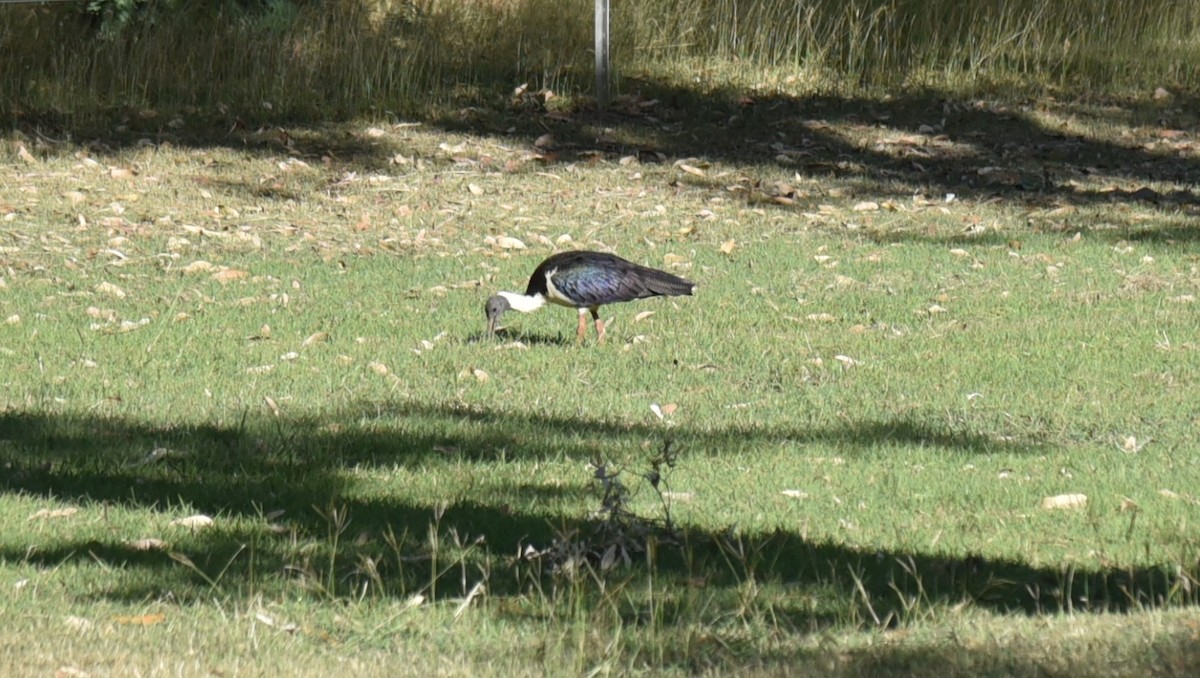 Straw-necked Ibis - Frank Welten