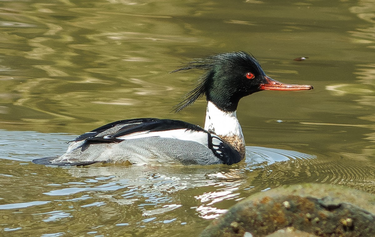 Red-breasted Merganser - ML615911119