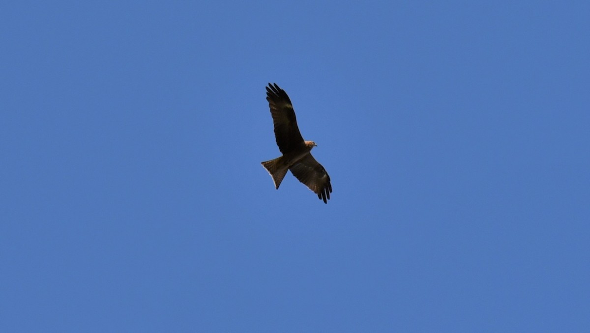 Whistling Kite - ML615911122