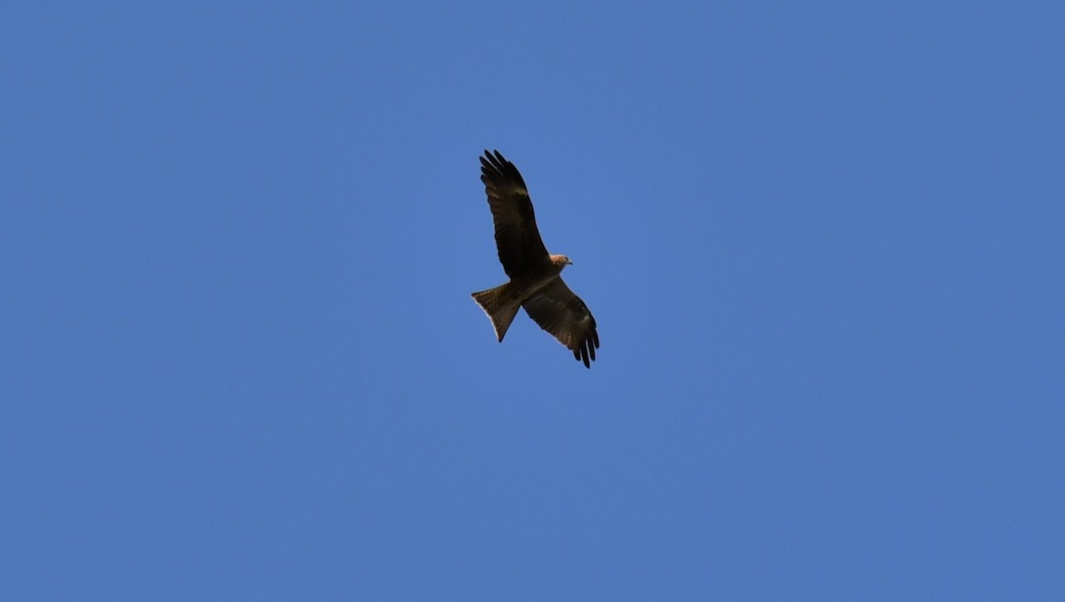 Whistling Kite - Frank Welten