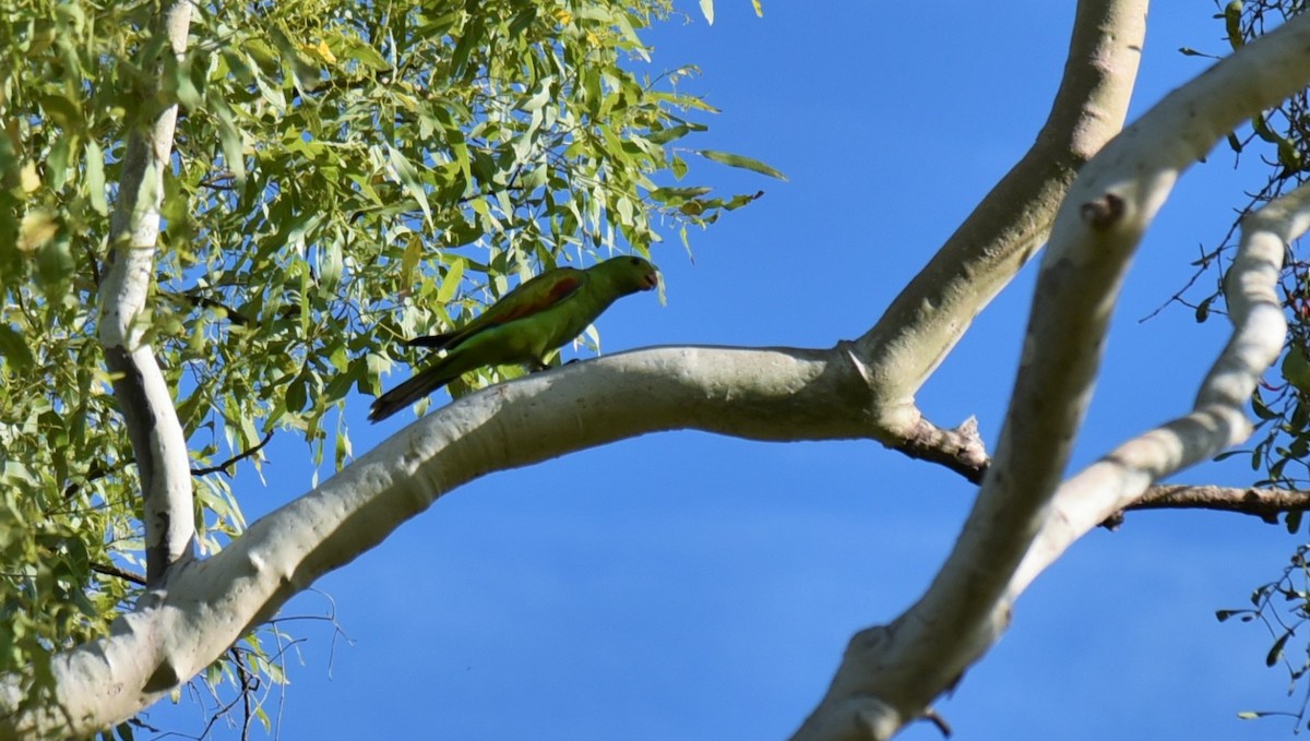 Red-winged Parrot - Frank Welten