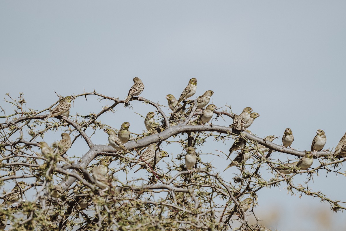 Sulphur-throated Finch - ML615911135