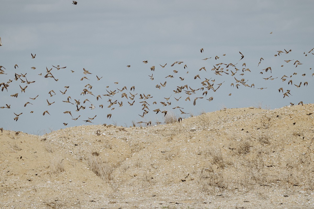 Sulphur-throated Finch - ML615911136