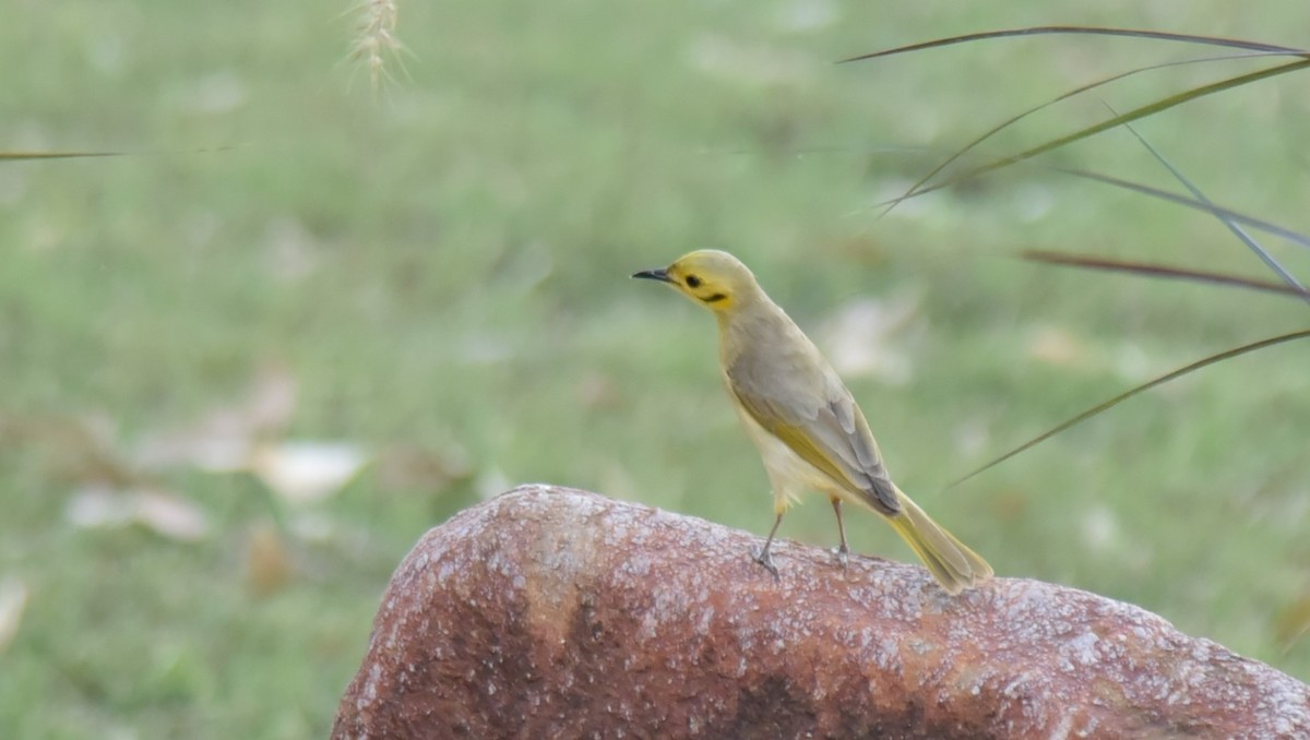 Yellow-tinted Honeyeater - ML615911154