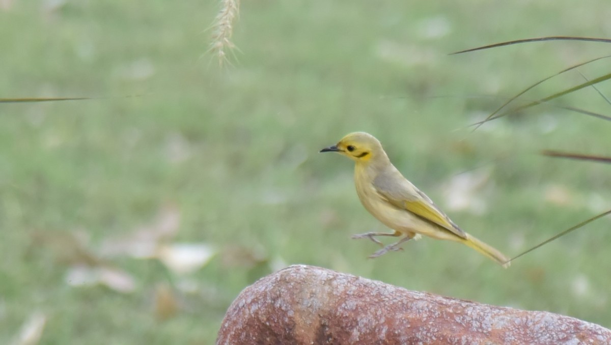 Yellow-tinted Honeyeater - ML615911155