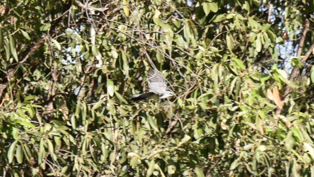 White-bellied Cuckooshrike - Frank Welten