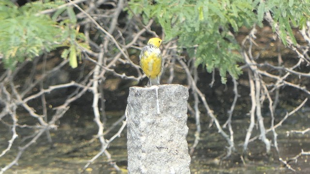 Citrine Wagtail - ML615911179