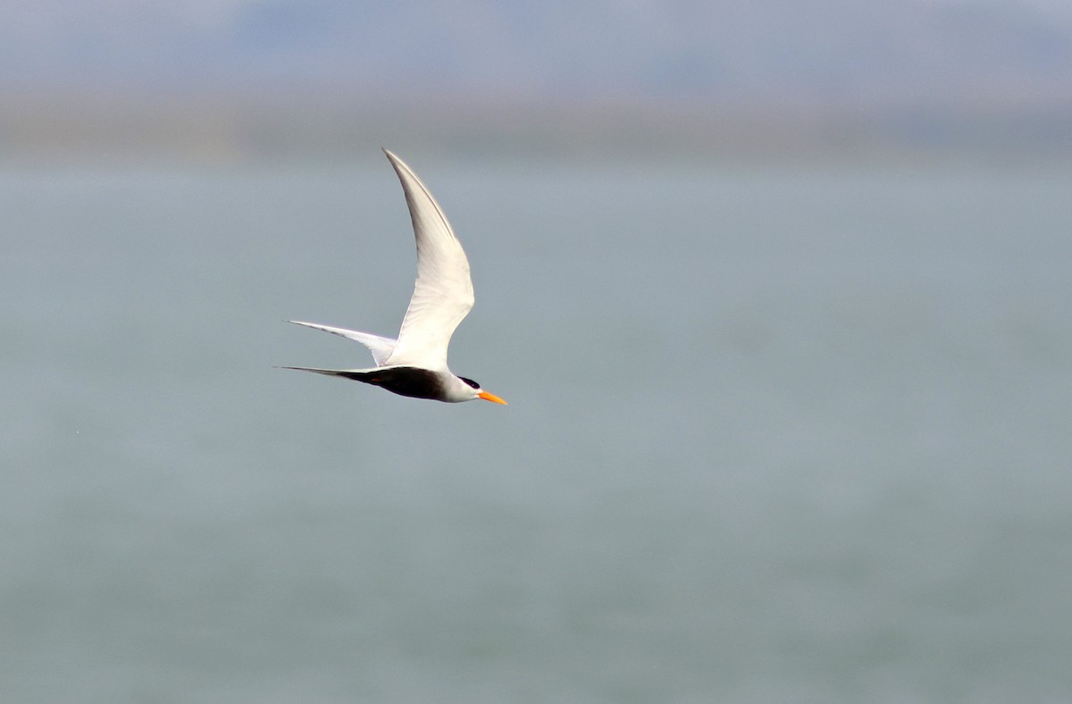 Black-bellied Tern - ML615911200