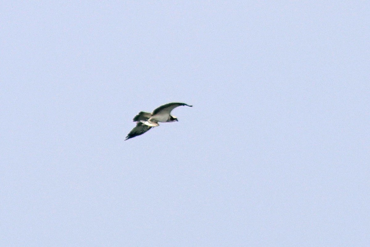 Águila Pescadora - ML615911209