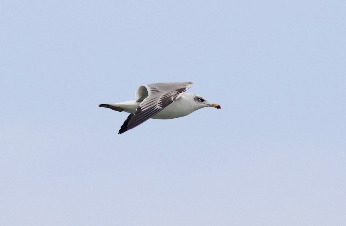 Pallas's Gull - ML615911247