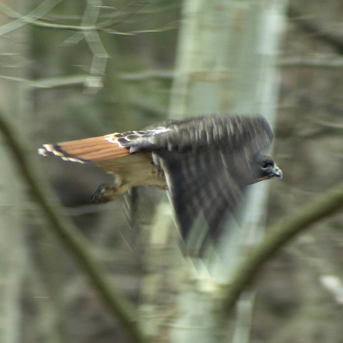 Red-tailed Hawk - Ryan Tomazin