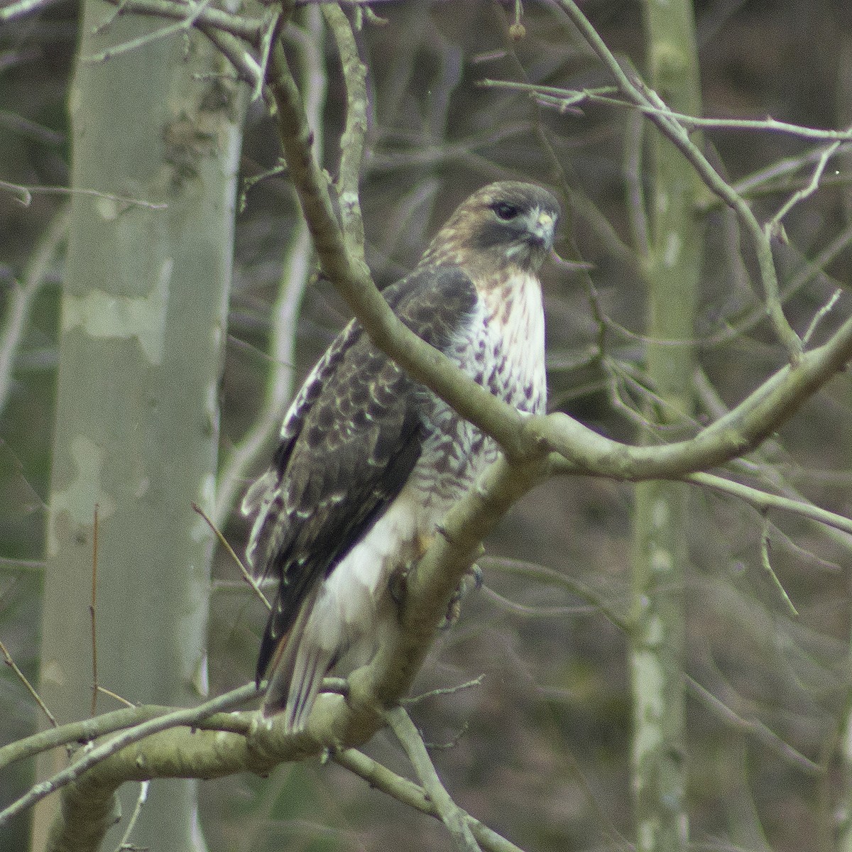 Red-tailed Hawk - Ryan Tomazin