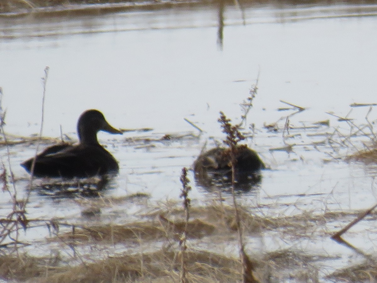 American Black Duck - ML615911330