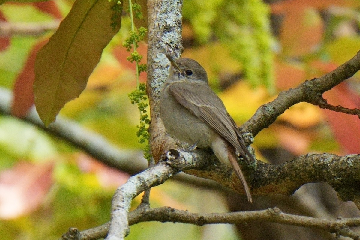 Rusty-tailed Flycatcher - ML615911340