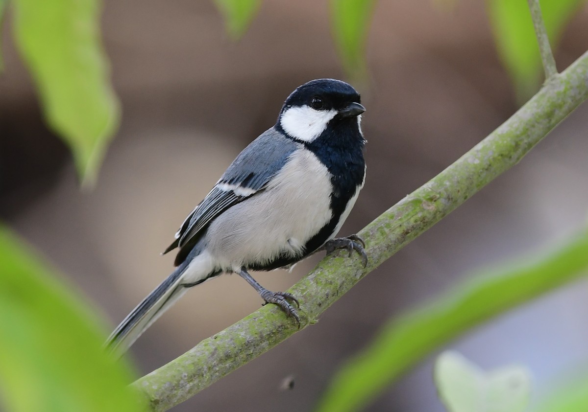Asian Tit (Cinereous) - ML615911354
