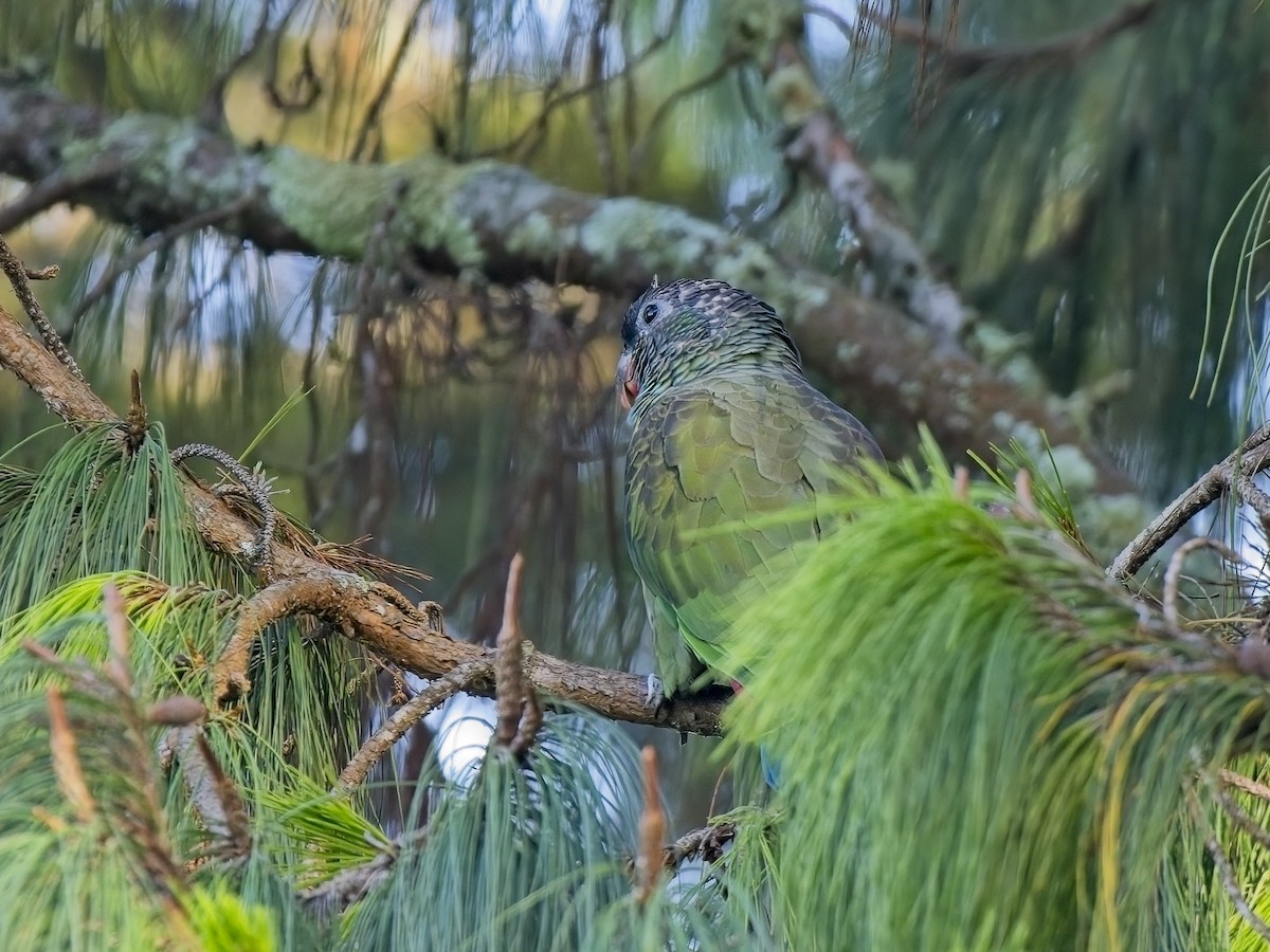 Red-billed Parrot - ML615911364