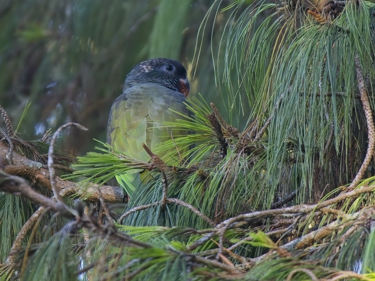 Red-billed Parrot - ML615911365