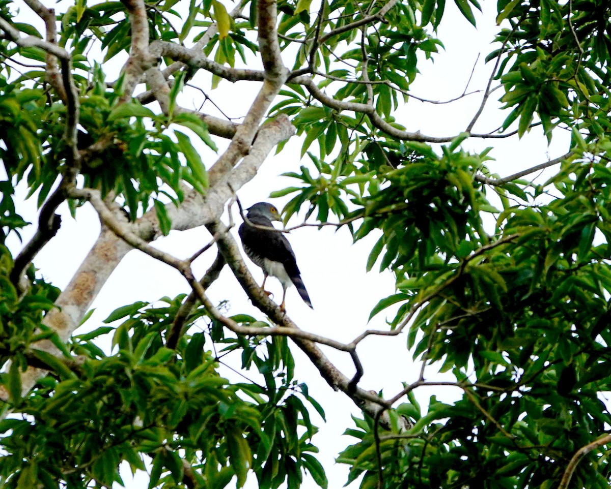 Crested Goshawk - ML615911426