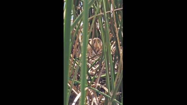 Stripe-backed Bittern - ML615911486