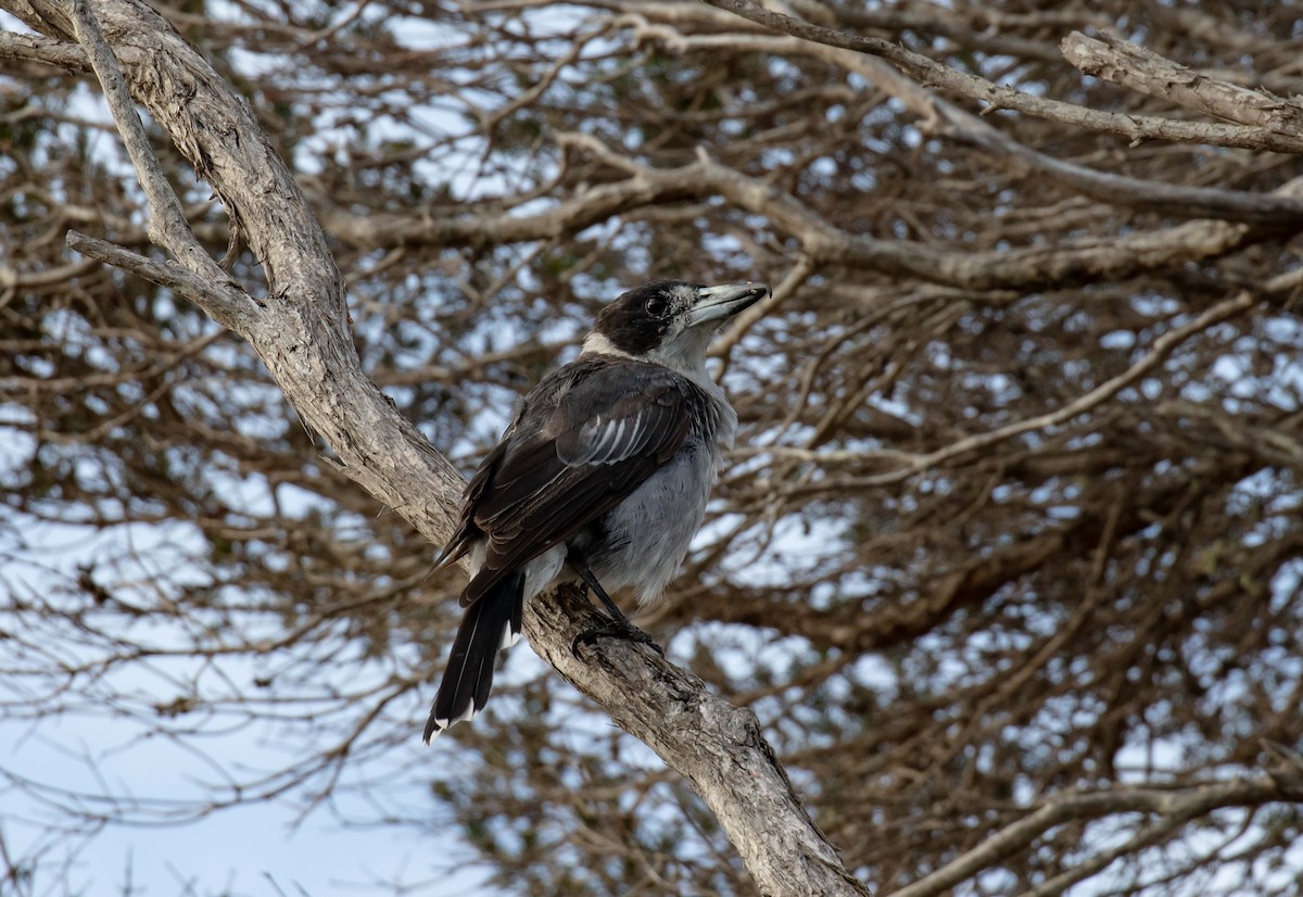 Gray Butcherbird - ML615911514