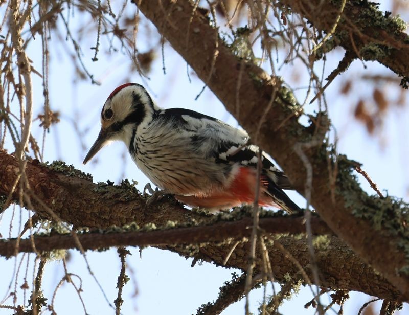 White-backed Woodpecker - ML615911562