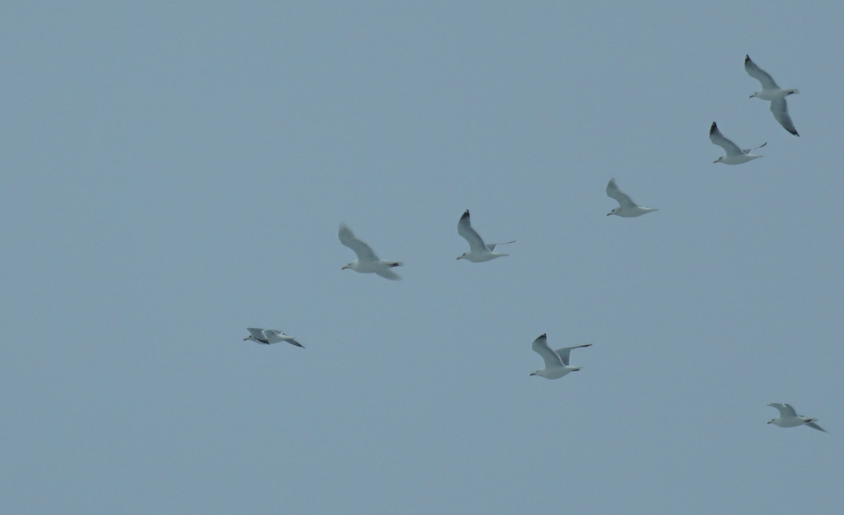 Glaucous Gull - ML615911598