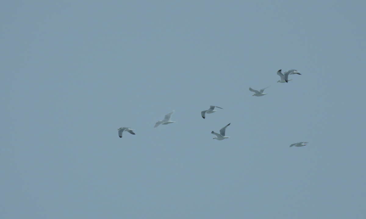 Glaucous Gull - ML615911599