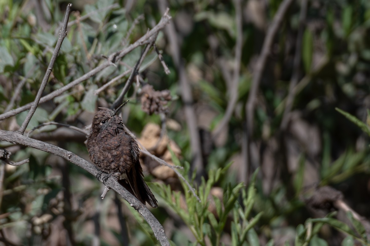 kolibřík mourovatý - ML615911604