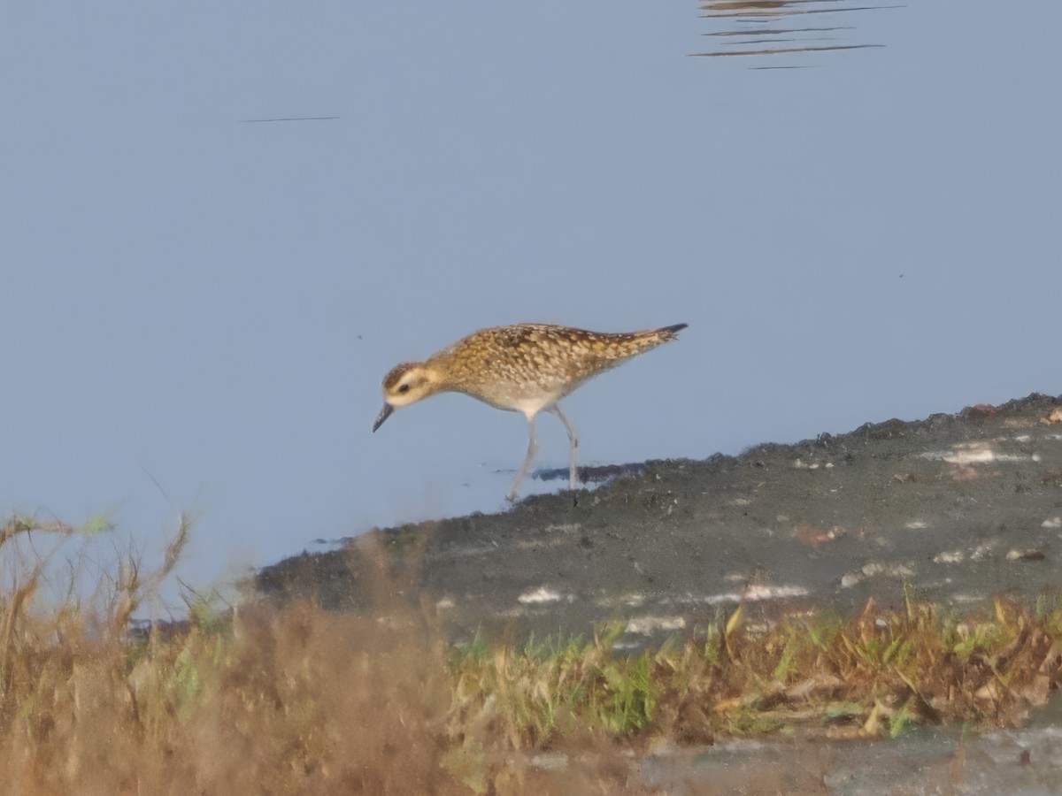 Pacific Golden-Plover - ML615911605