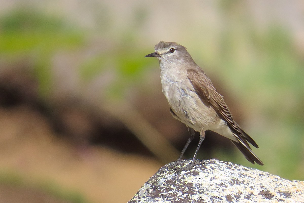 Ochre-naped Ground-Tyrant - ML615911627