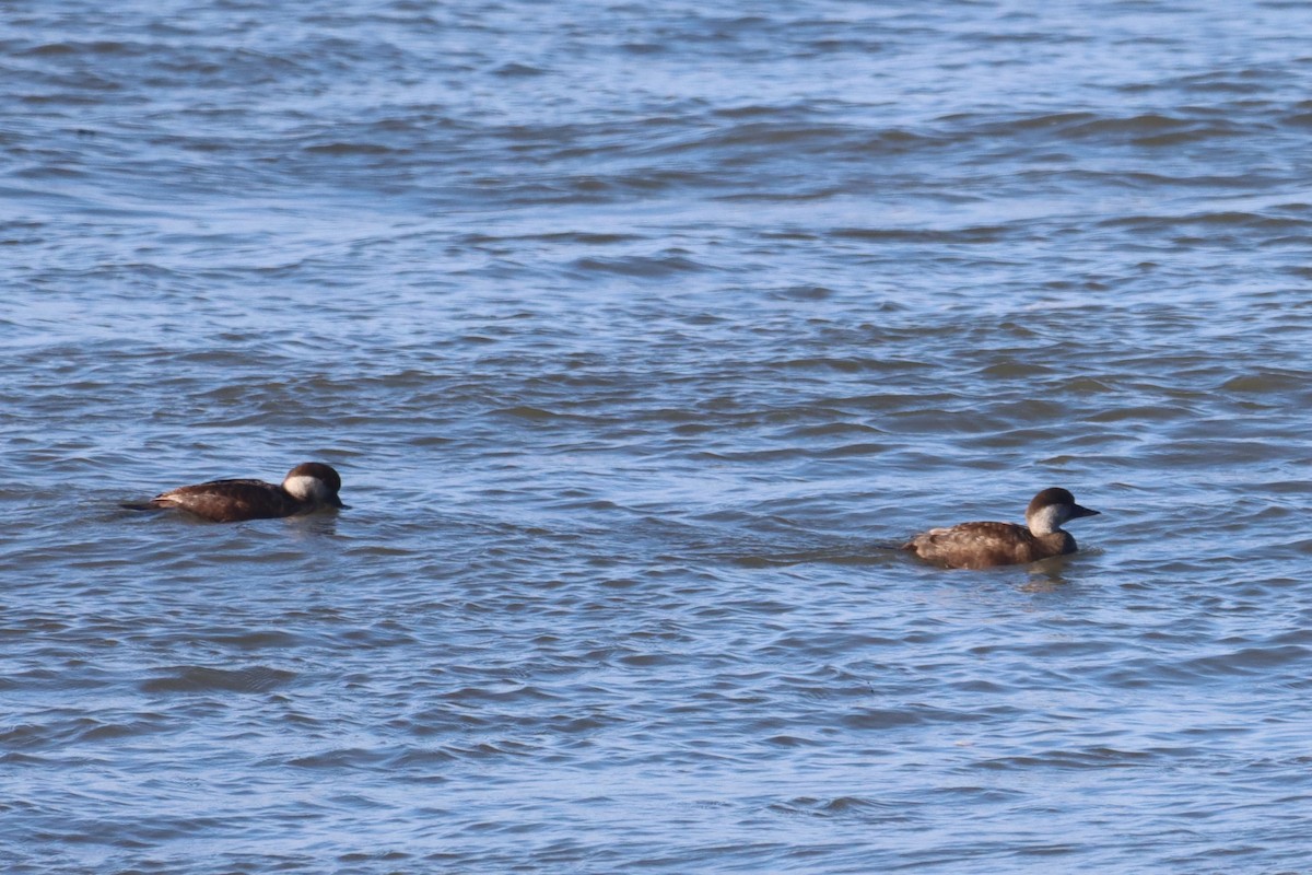 Common Scoter - ML615911629